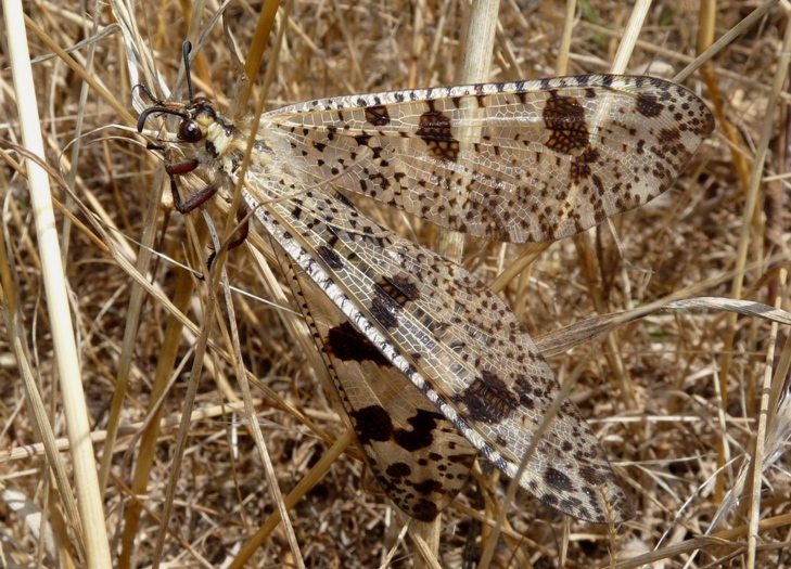 Palpares libelluloides